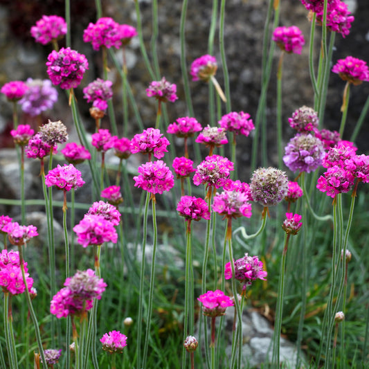 Garten-Grasnelke Splendens - Bakker