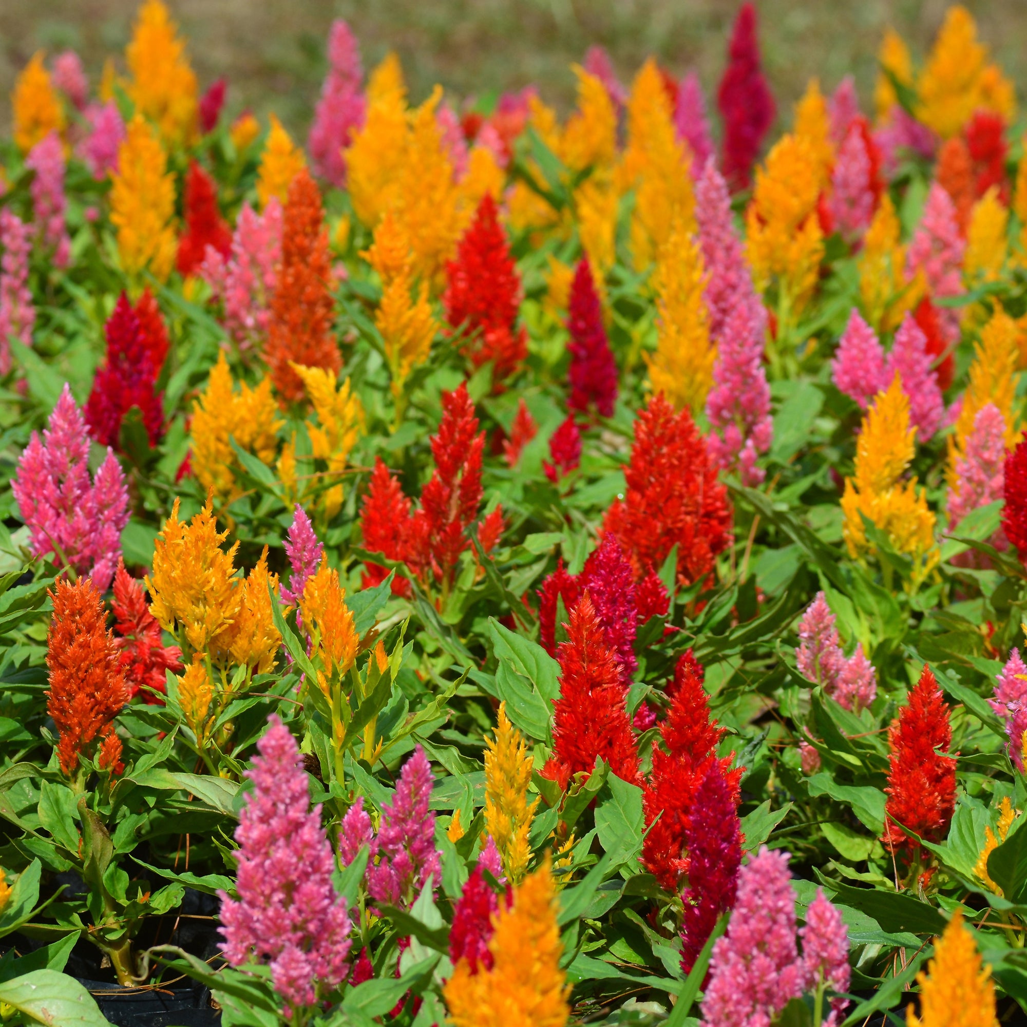 federbusch zimmerpflanze Saatgut Federbusch-Celosie Mischung - Celosia argentea plumosa