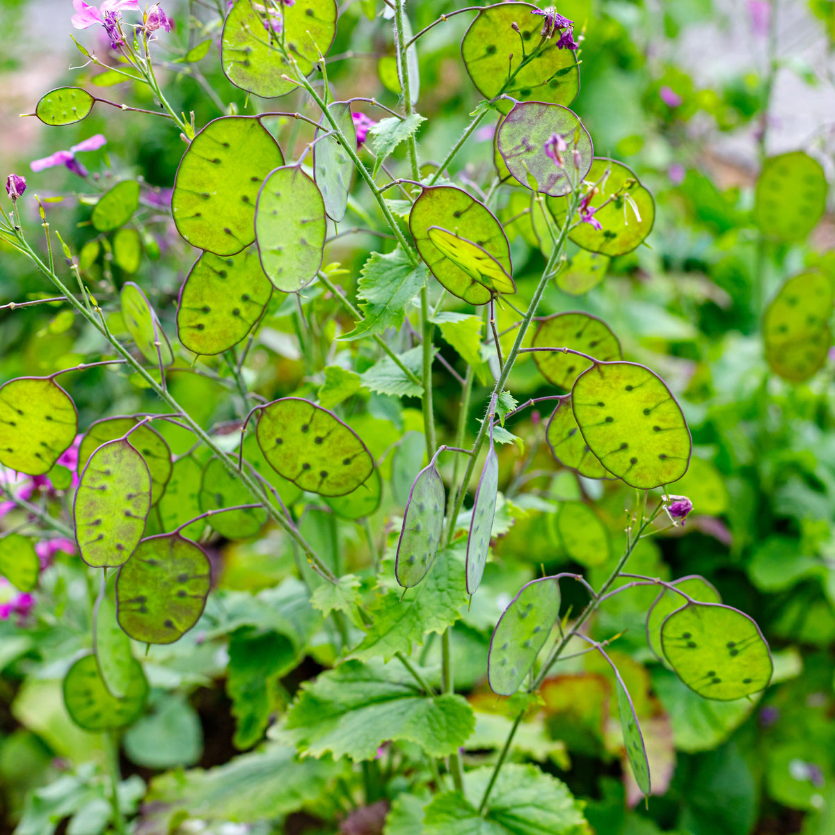 Lunaria biennis annua - Silberblatt Mischung (einjährig) - Samen für Blumenbeete und -ränder
