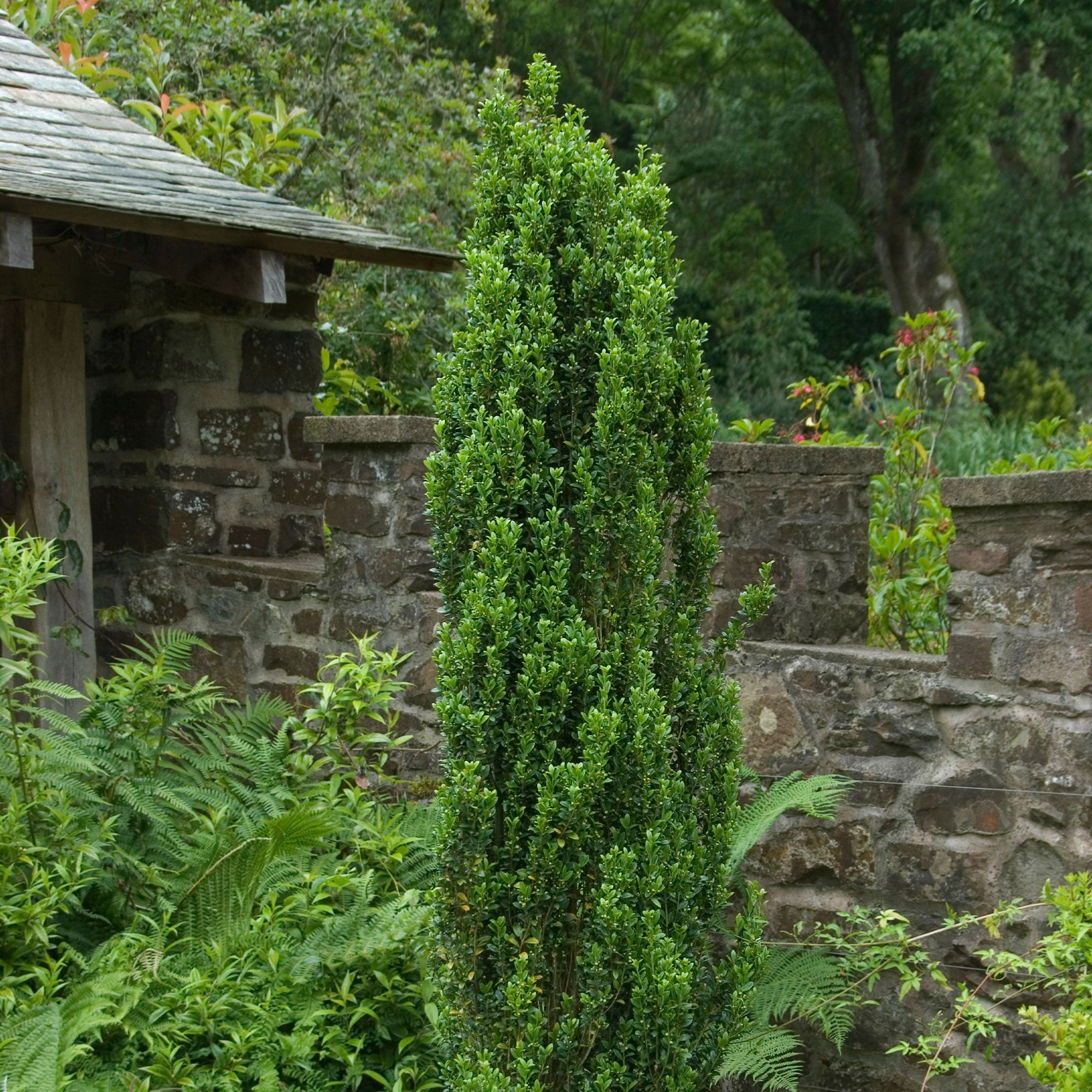 Japanische Stechpalme Fastigiata - Ilex crenata fastigiata | Bakker.com