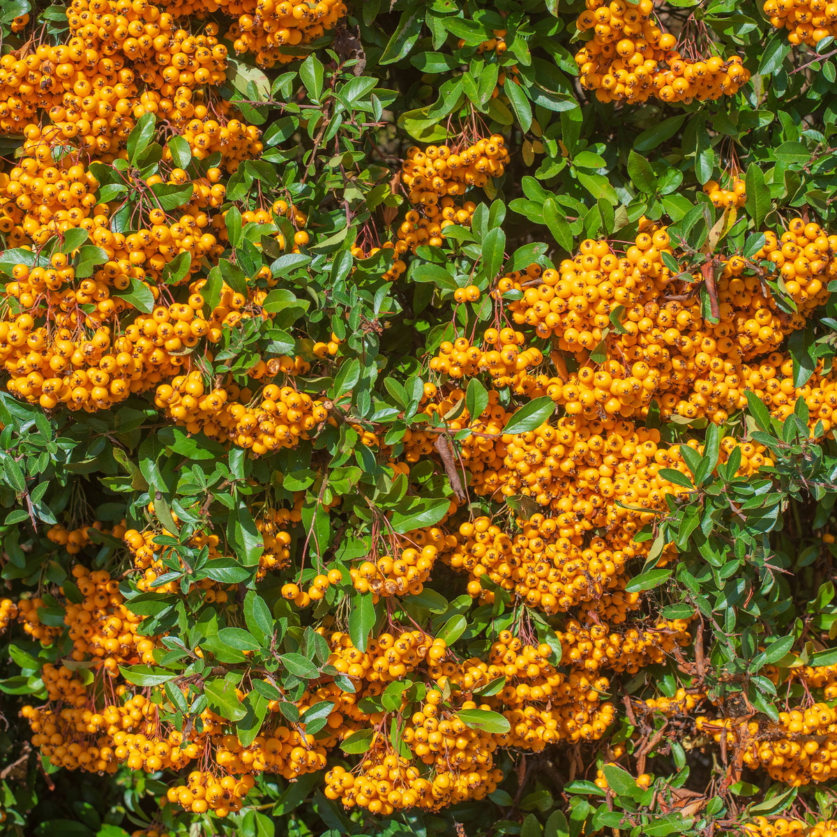 Feuerdorn ‘Saphyr Orange’® - Pyracantha saphyr ® orange cadange - Bakker