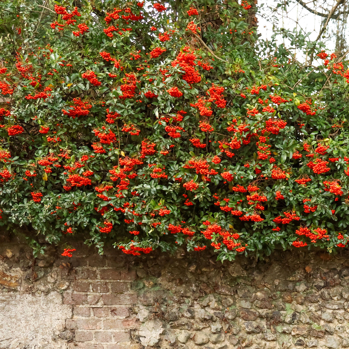 Feuerdorn ‘Saphyr® Rouge Cadrou’ - Pyracantha saphyr ® rouge'cadrou' - Bakker