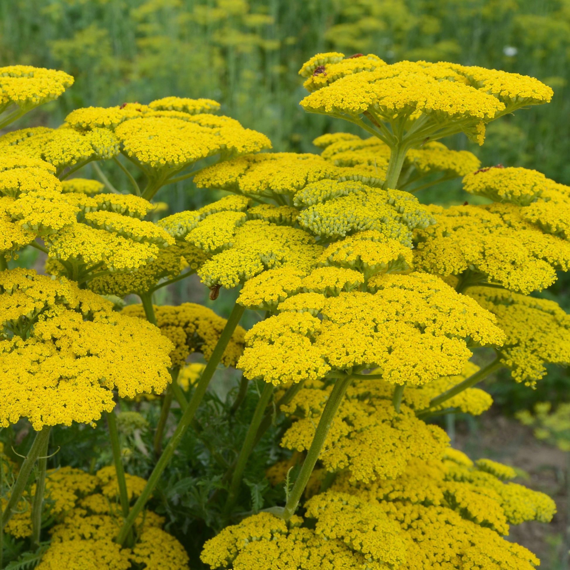 Achillea filipendulina Cloth of Gold - Hohe Gold-Garbe 'Cloth of Gold' - Achillea - Schafgarbe