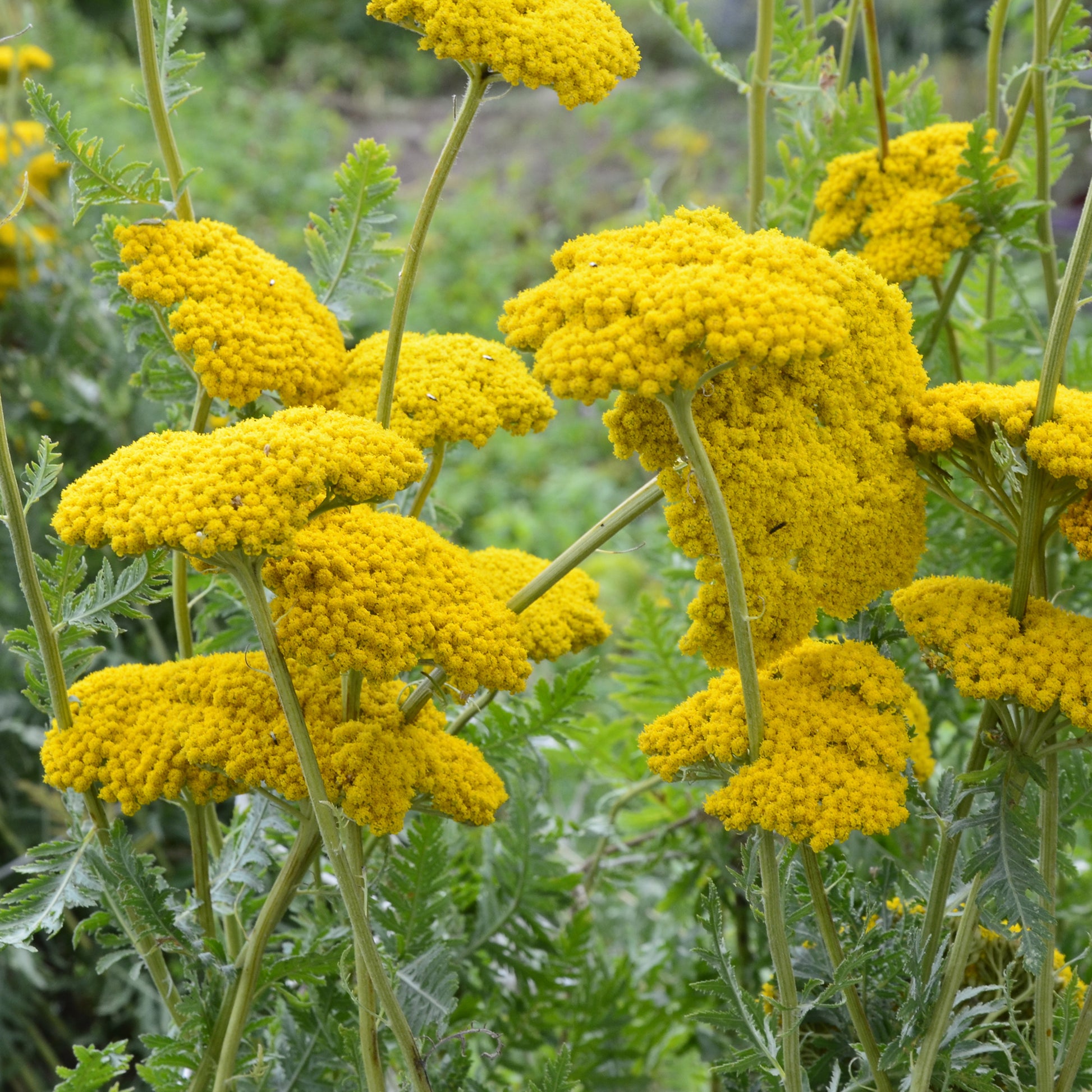 Hohe Gold-Garbe 'Cloth of Gold' - Achillea filipendulina Cloth of Gold - Bakker