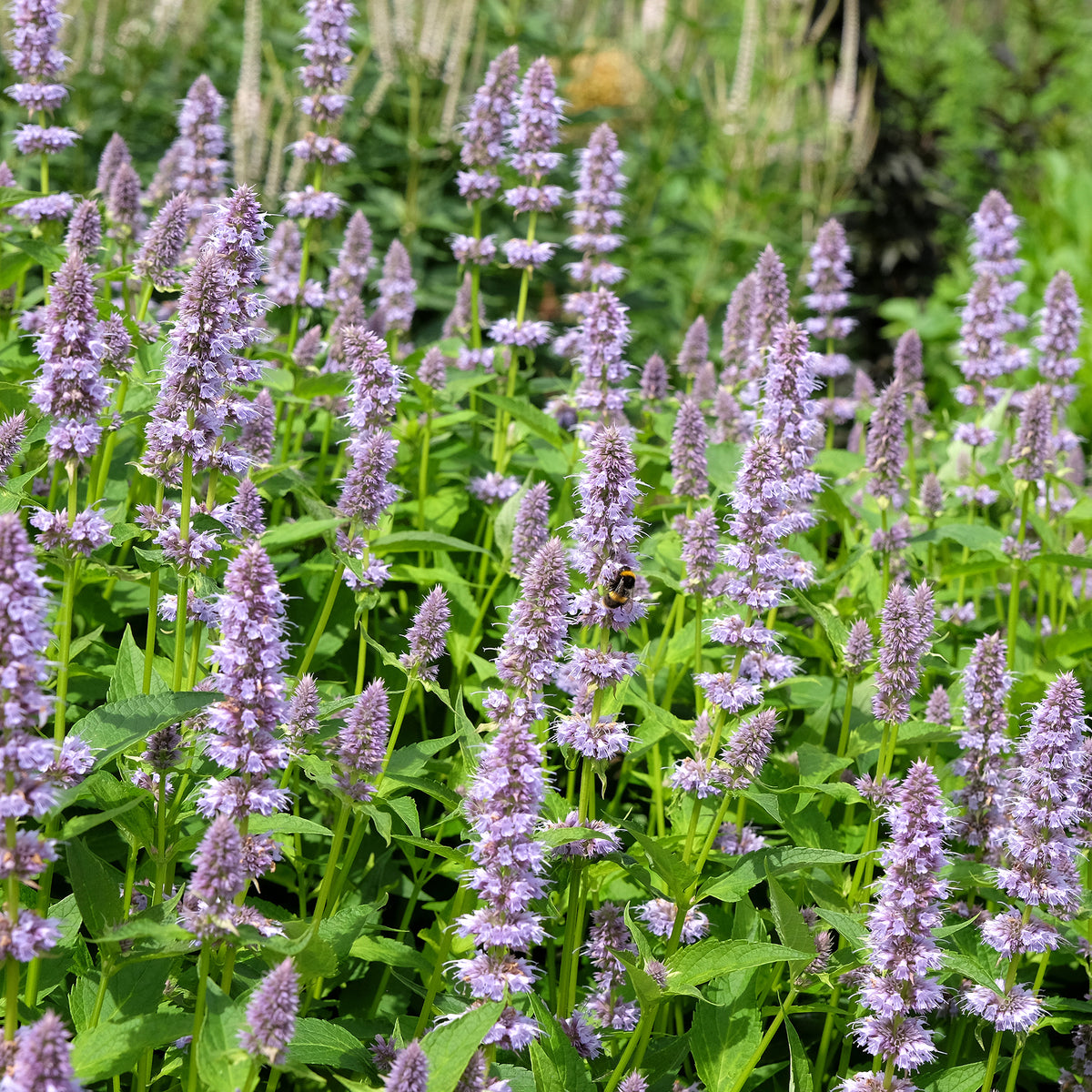 Anis-Duftnessel - Agastache foeniculum - Bakker