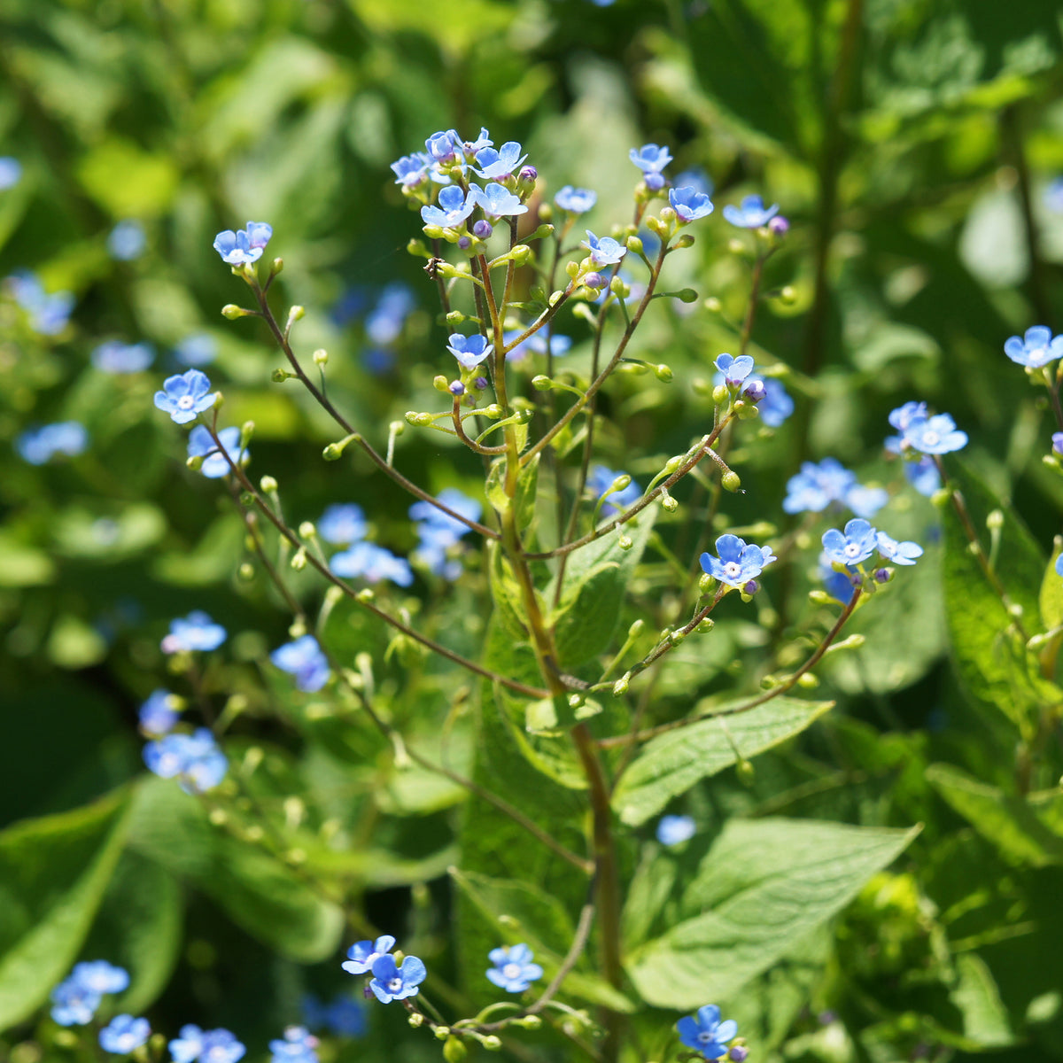Sibirisches Vergissmeinnicht - Brunnera sibirica - Bakker