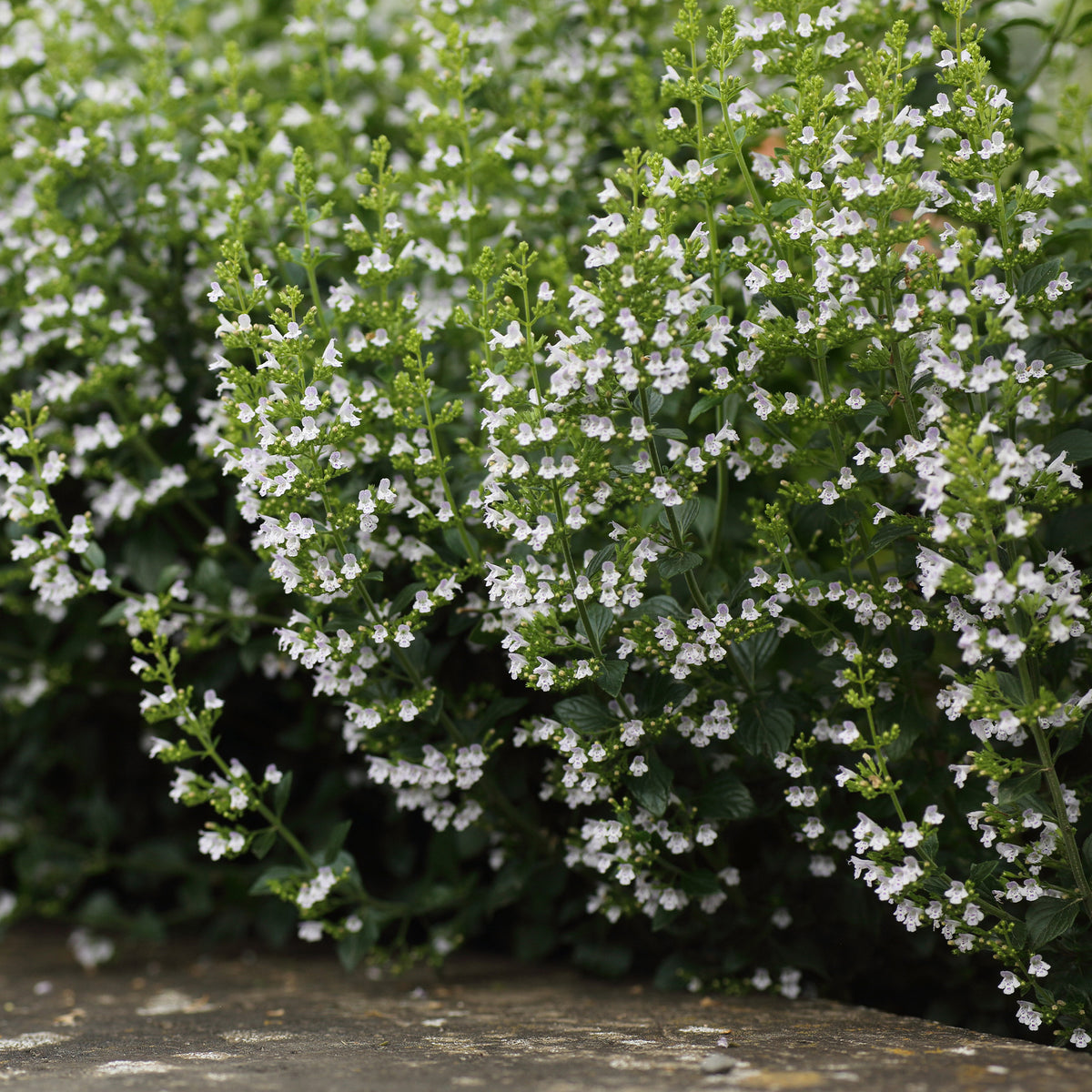 Bergminze - Calamintha nepeta subsp. nepeta - Bakker