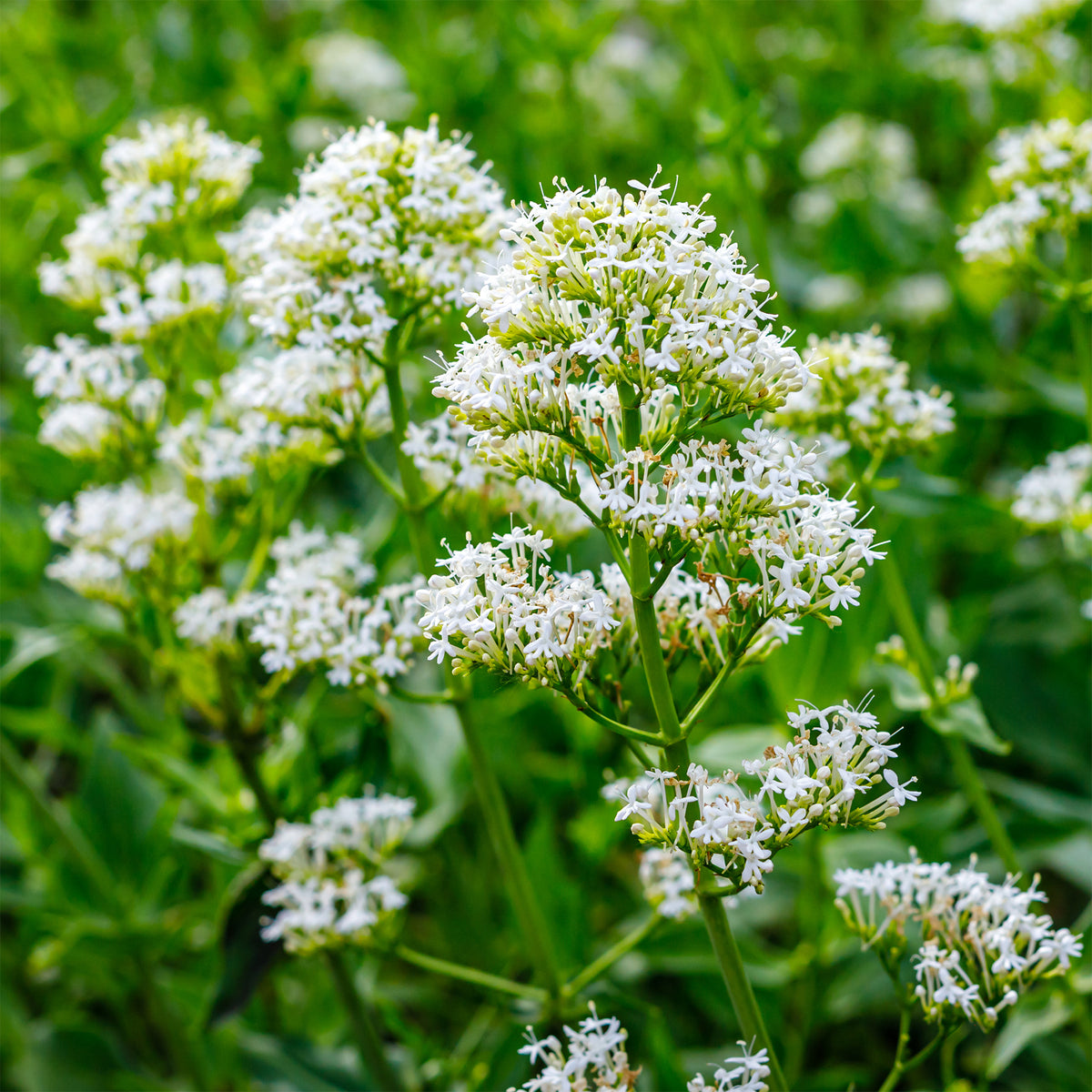 Weiße Spornblume - Centranthus ruber albus - Bakker