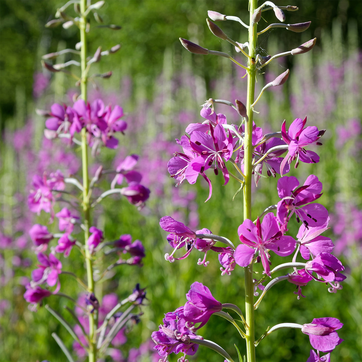 Schmalblättriges Weidenröschen - Epilobium angustifolium - Bakker