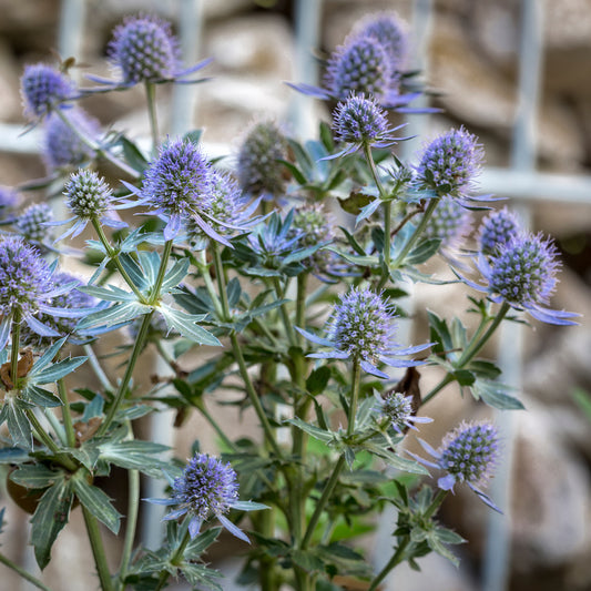 Stumpfblättriges Panikikum Blauer Zwerg Blaue Distel - Bakker