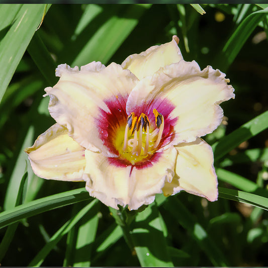 Hemerocallis Snowy Eyes Lilie eines Tages - Bakker
