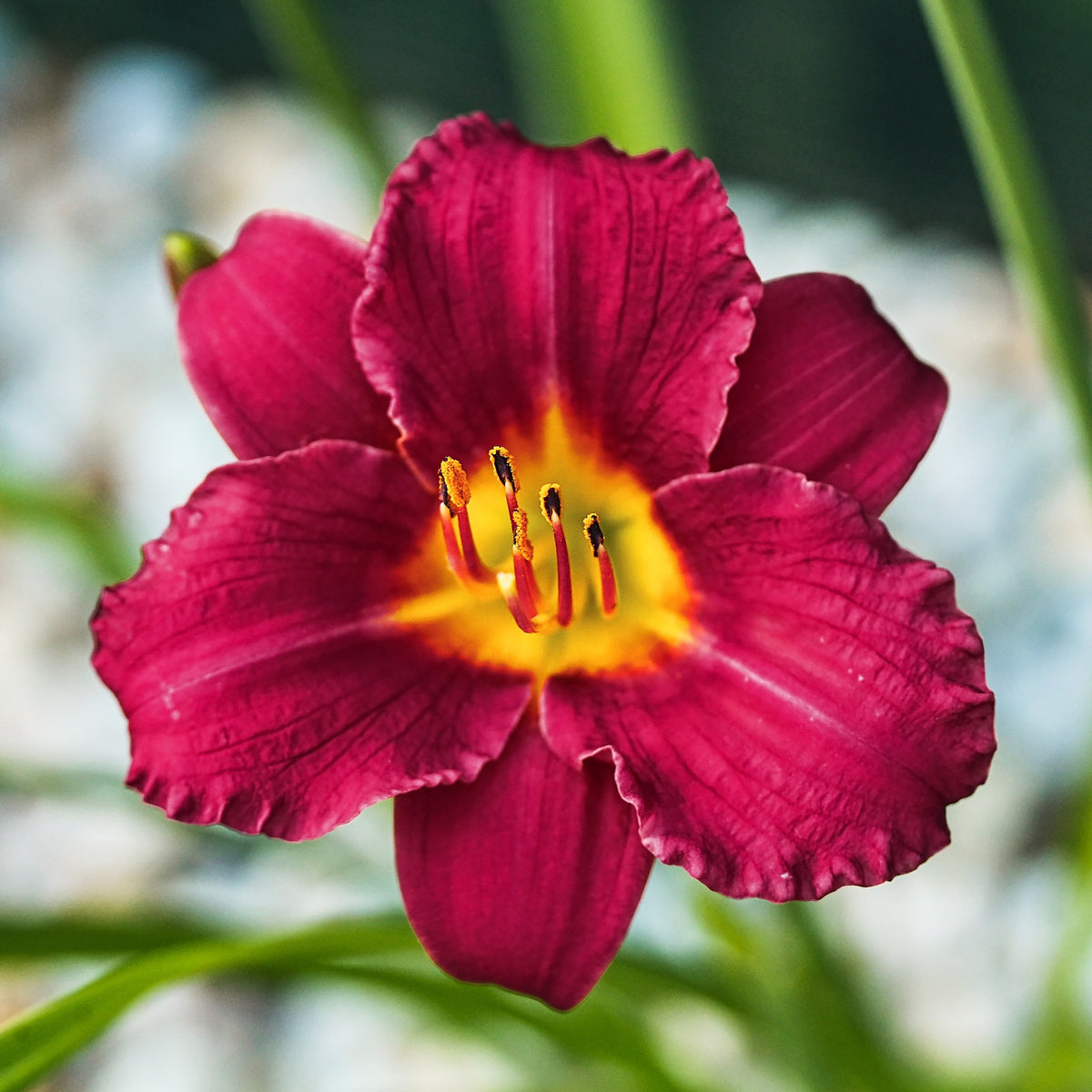 Taglilie ‘Pardon Me’ - Hemerocallis pardon me - Bakker