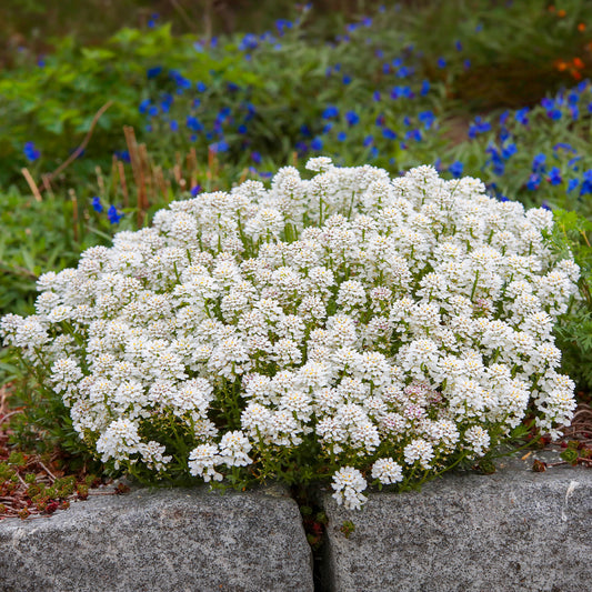 Immergrüne Schleifenblume Weißer Zwerg - Bakker