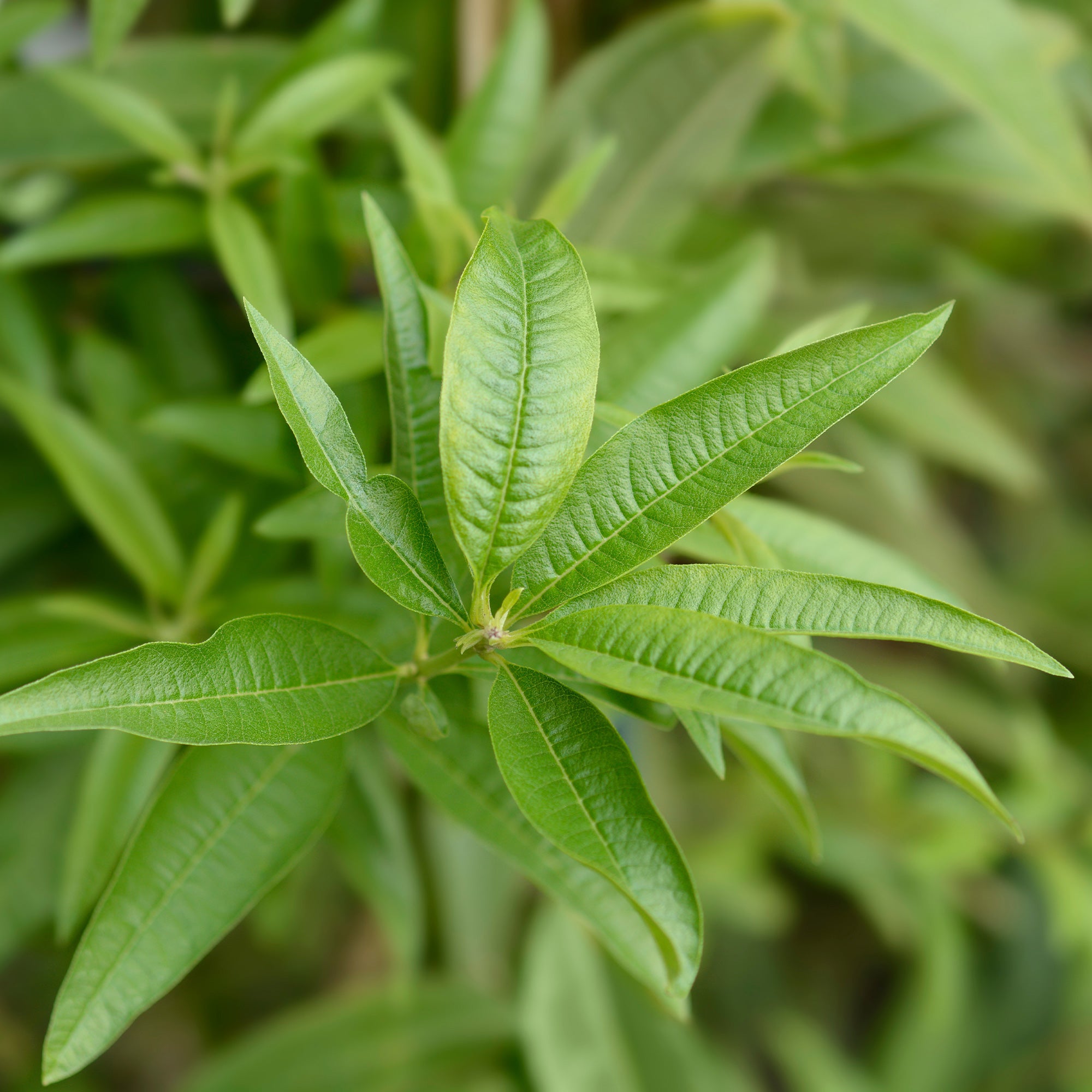 Zitronenverbene - Aloysia citrodora
