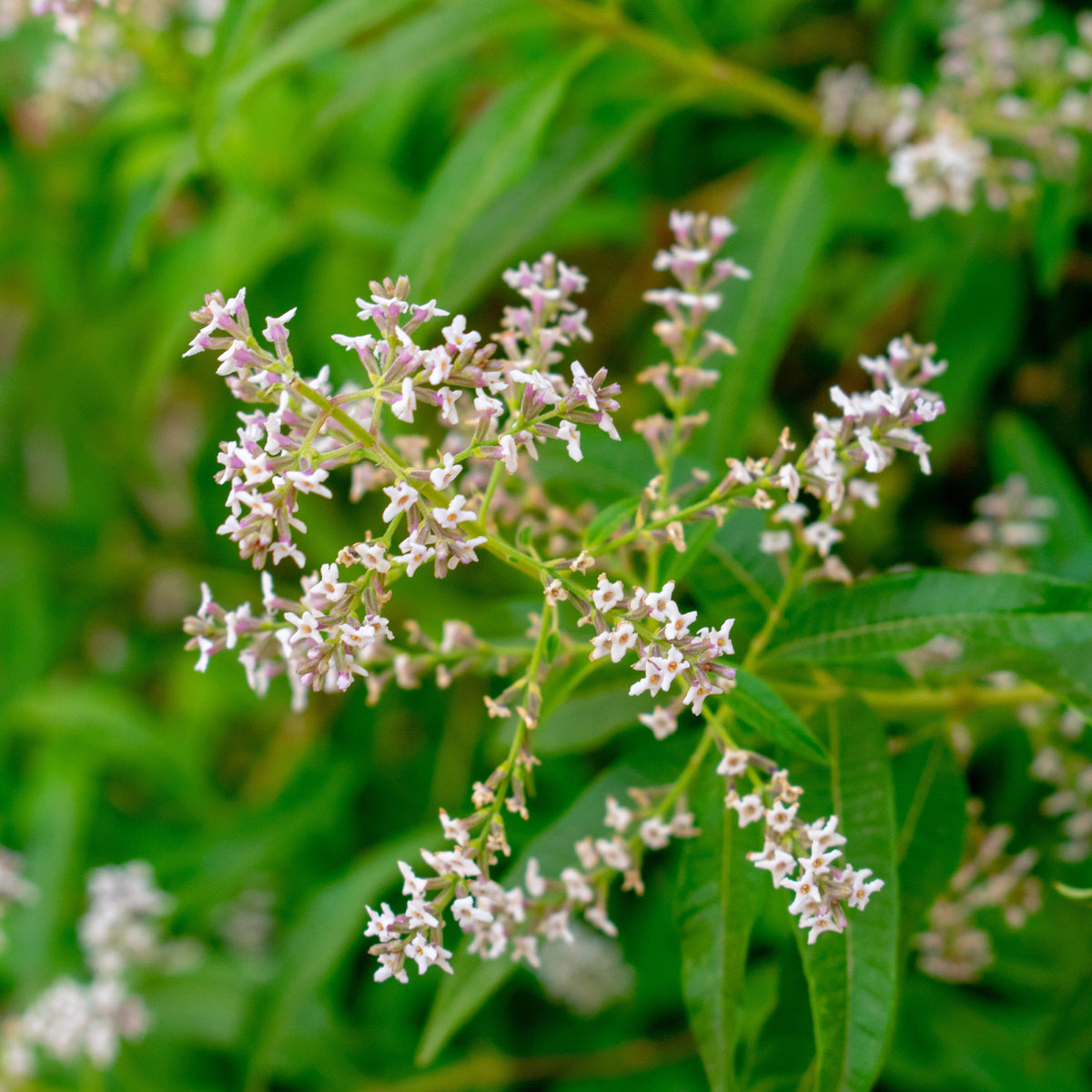 Eisenkraut - Zitronenverbene - Aloysia citrodora