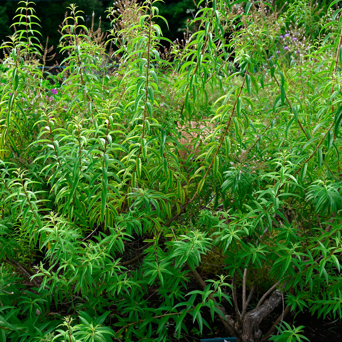 Zitronenverbene - Aloysia citrodora - Bakker