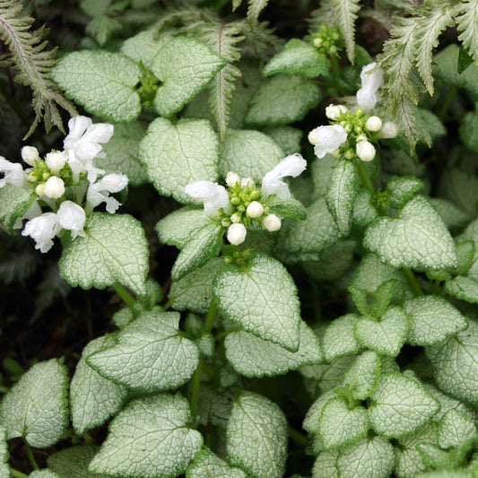 Gefleckte Taubnessel 'White Nancy - Bakker