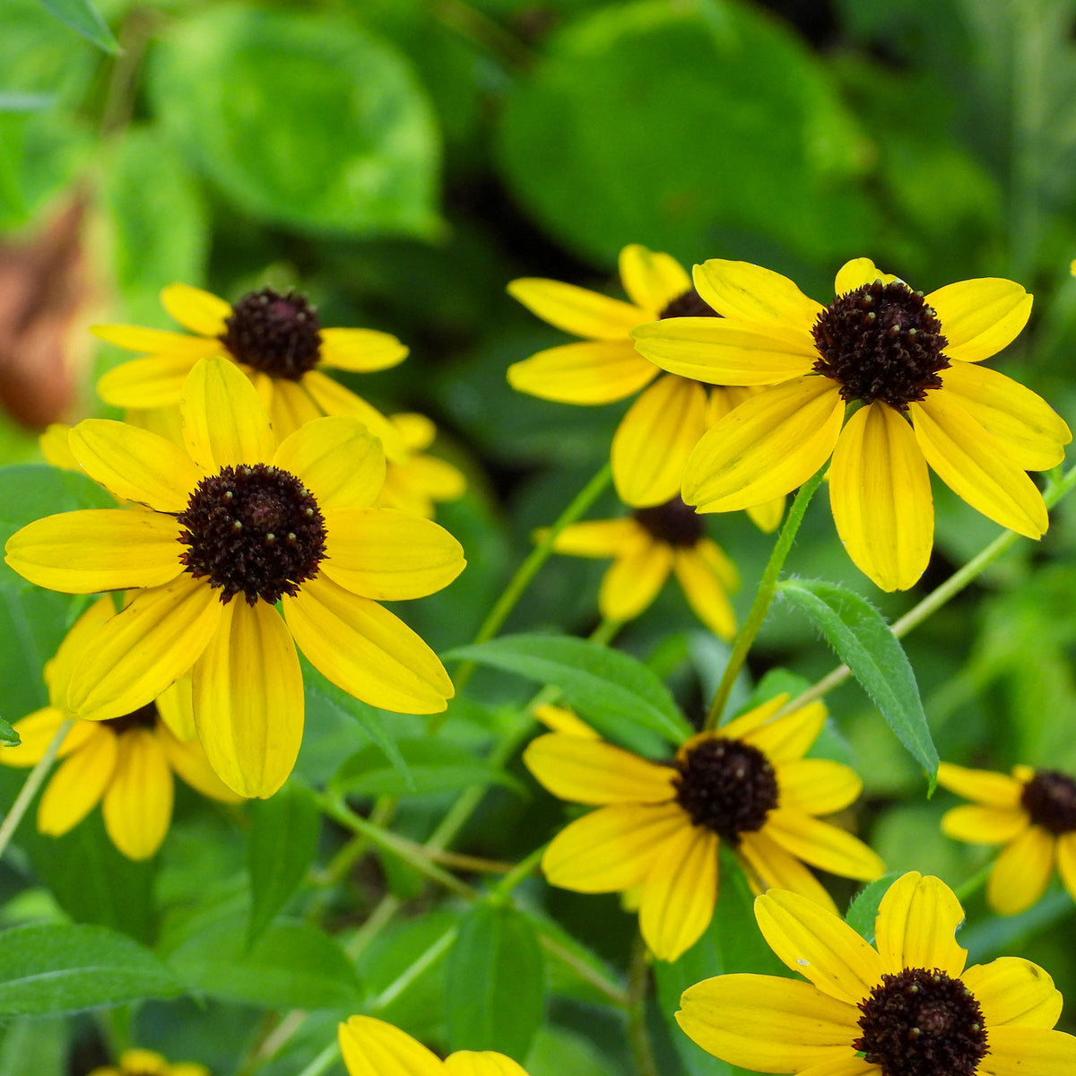 Rudbeckia triloba - Dreilappiger Sonnenhut - Rudbeckia