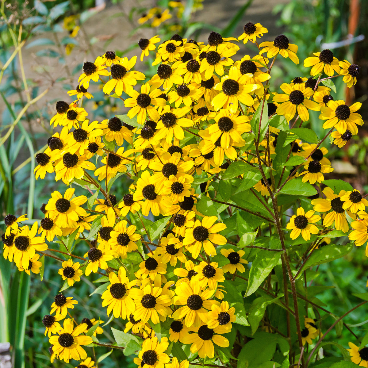 Rudbeckia - Dreilappiger Sonnenhut - Rudbeckia triloba