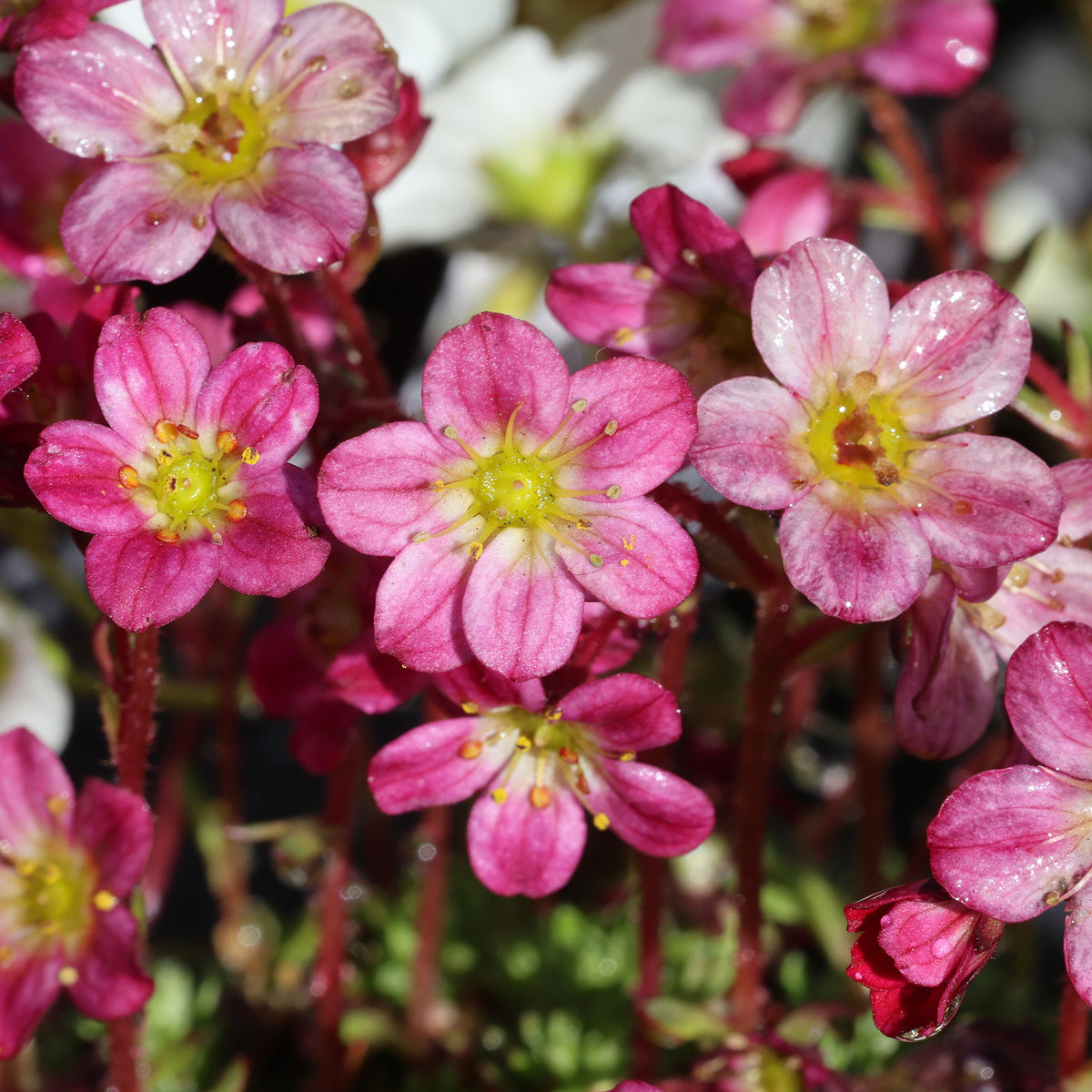 Moos-Steinbreche 'Pixie'
