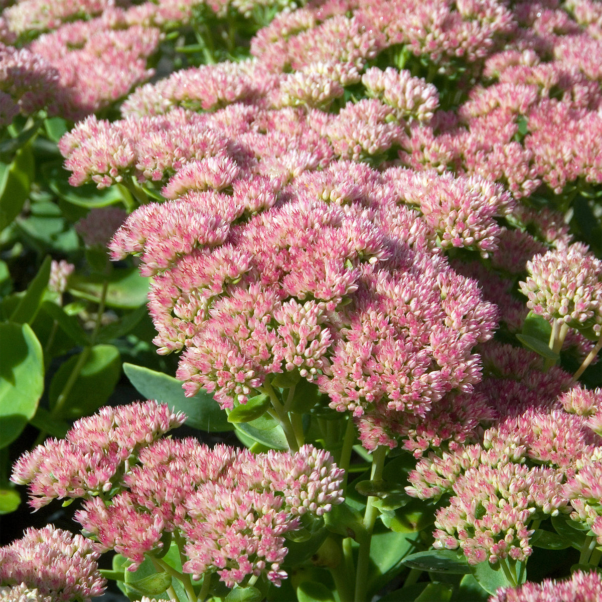Hohe Fetthenne 'Carmen' - Sedum spectabile carmen - Bakker