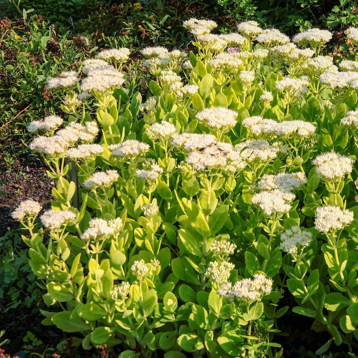 Stauden - Fetthenne Stardust - Sedum spectabile Stardust