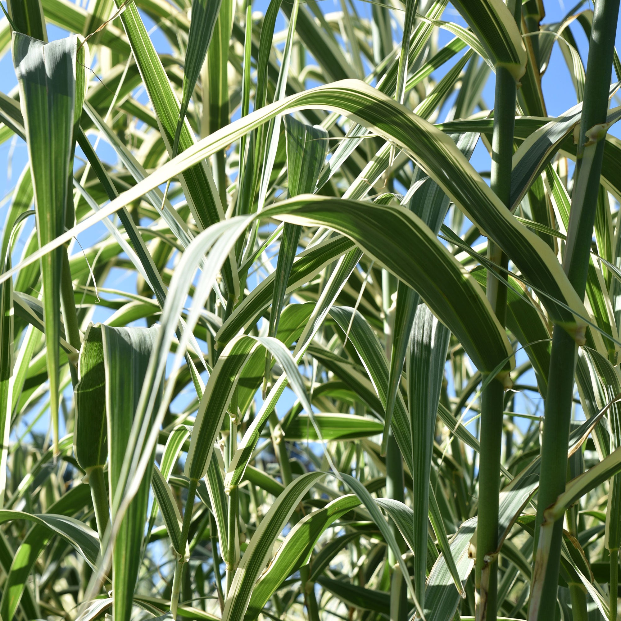 Gelbbuntes Schilf - Phragmites australis variegatus