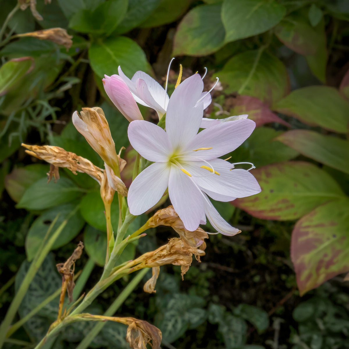 Kaffernlilie weiß (Schizostylis) - Bakker