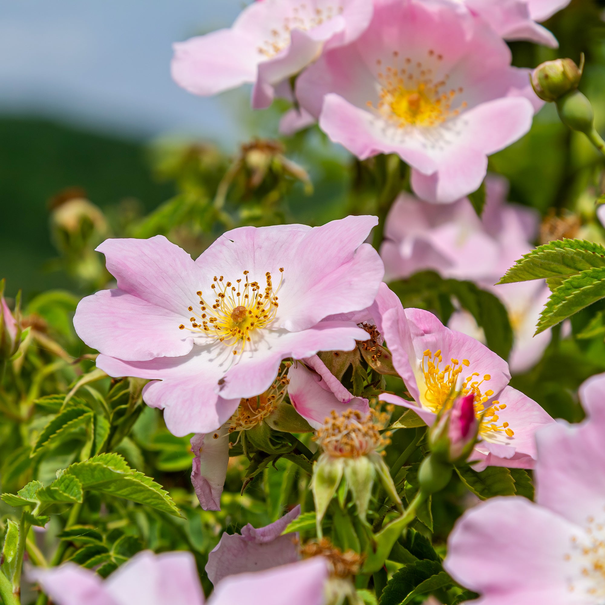 Hundsrose - Rosa canina