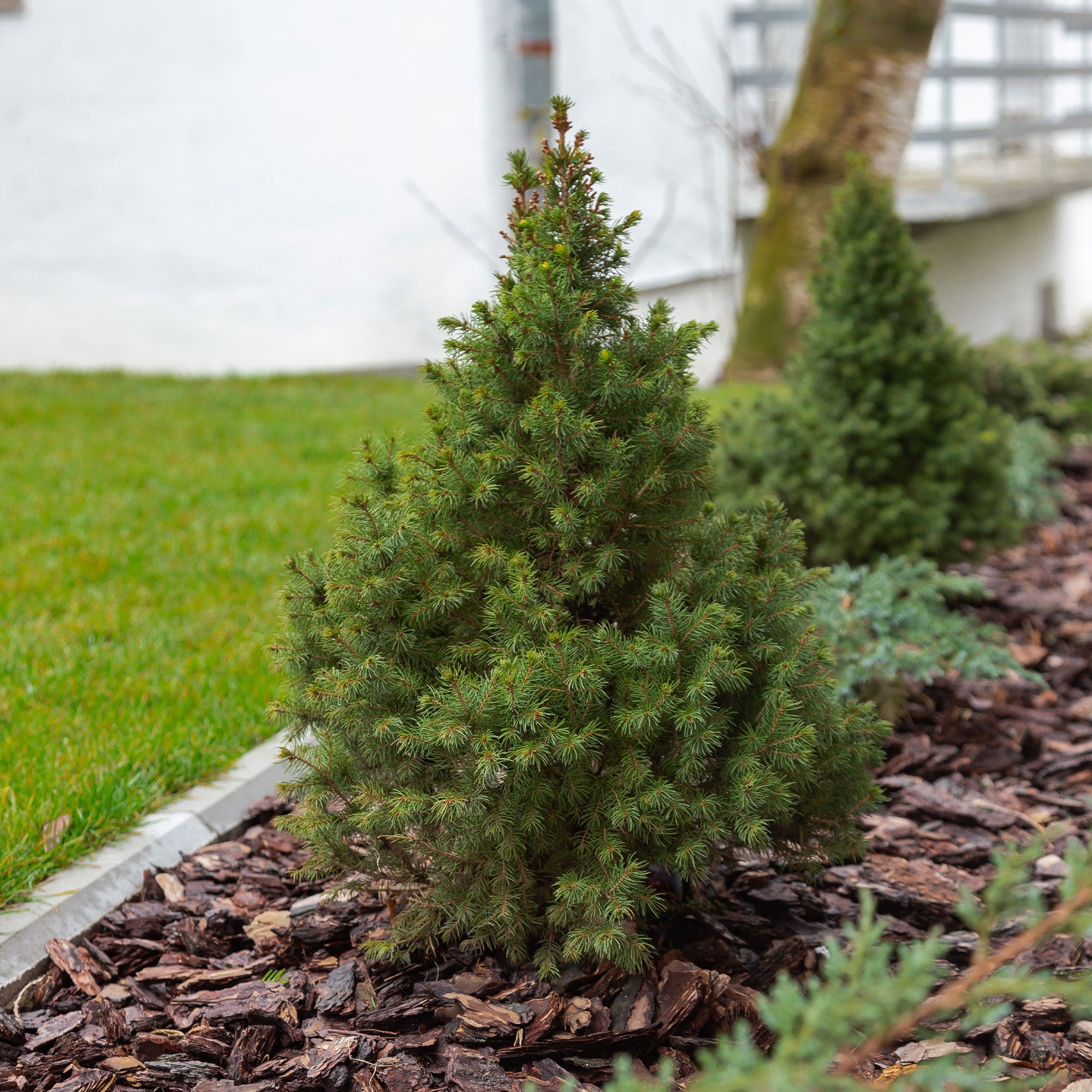 Zuckerhut-Fichte - Picea glauca Conica