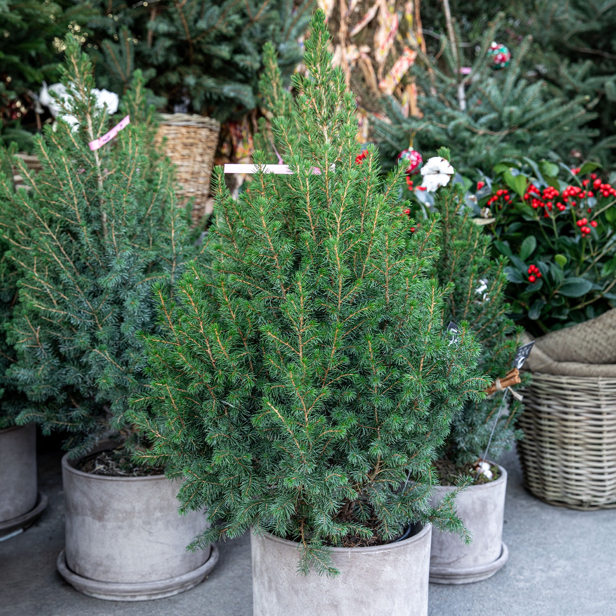 Zuckerhut-Fichte - Picea glauca Conica