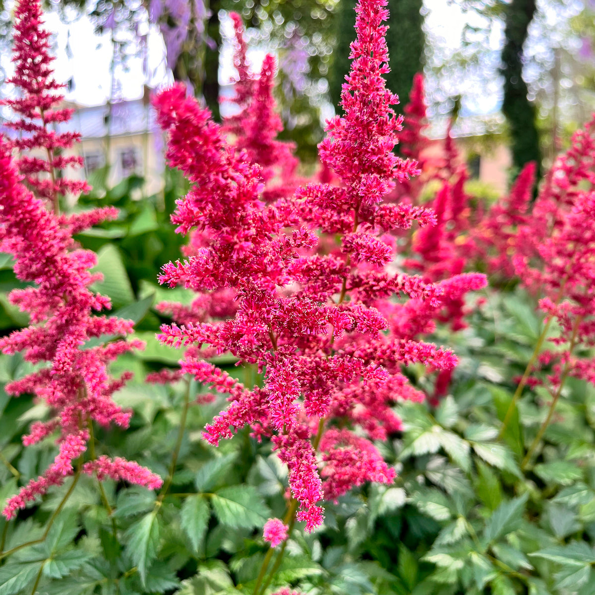 Arends Prachtspiere Fanal - Astilbe arendsii Fanal - Bakker