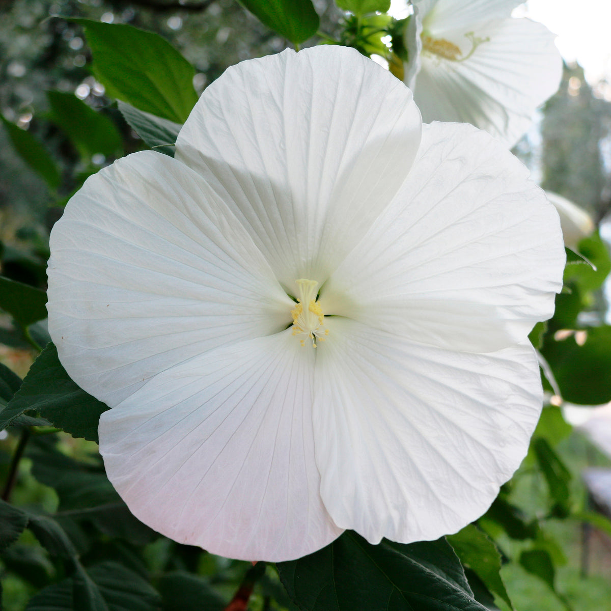 Sumpf-Eibisch Extreme Pure White - Bakker