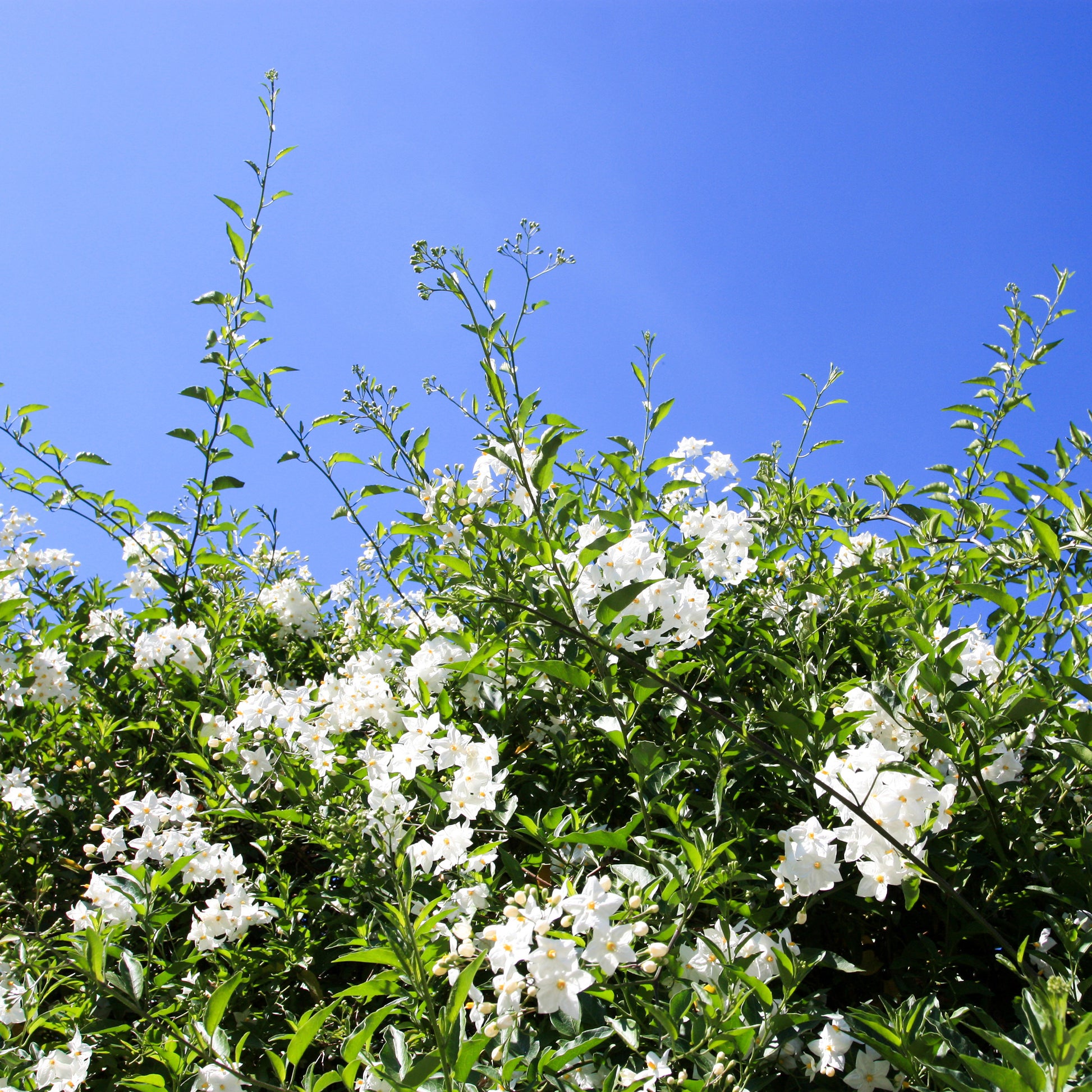 Sommerjasmin Morelle - Solanum jasminoides - Bakker