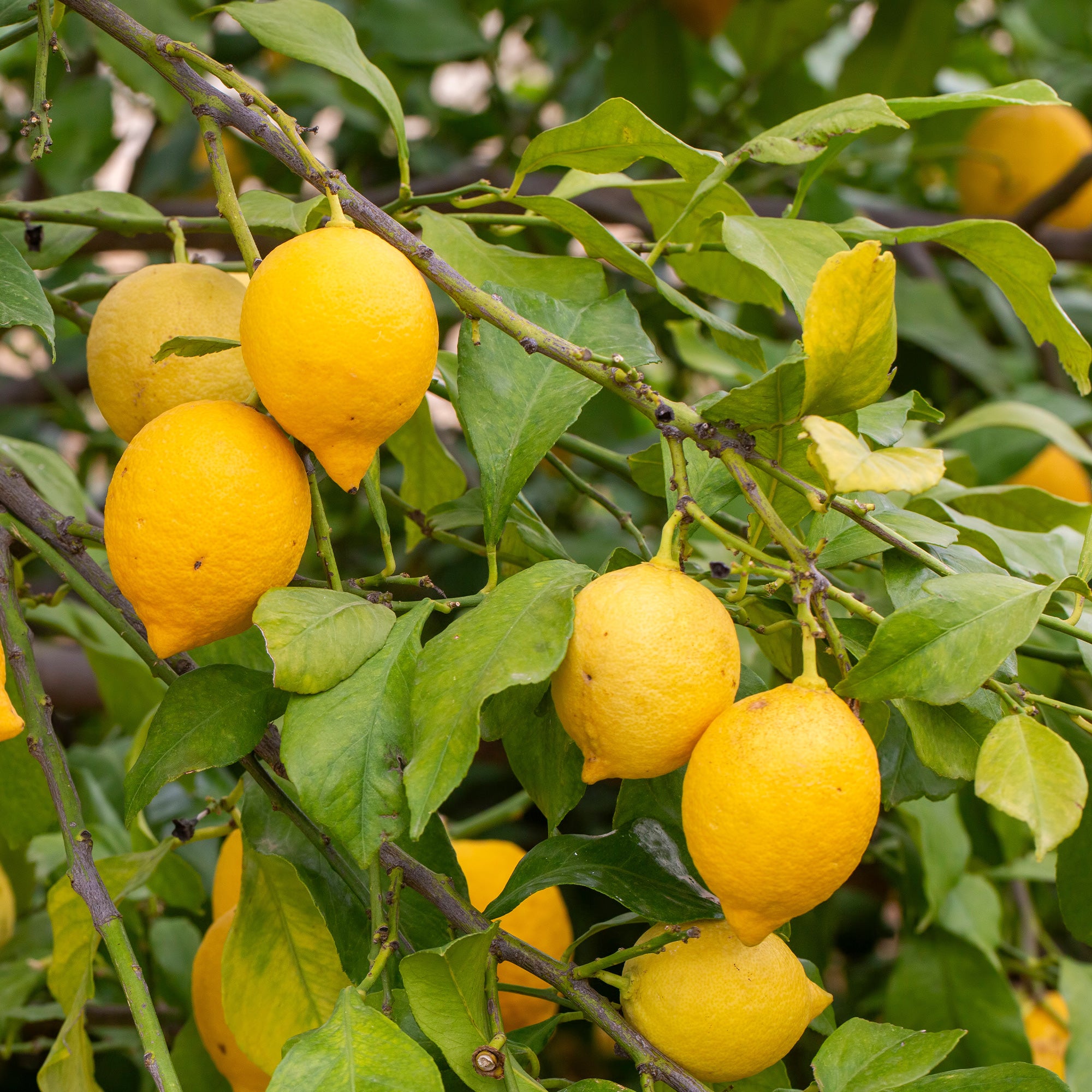 Zitronenbaum - Citrus limon