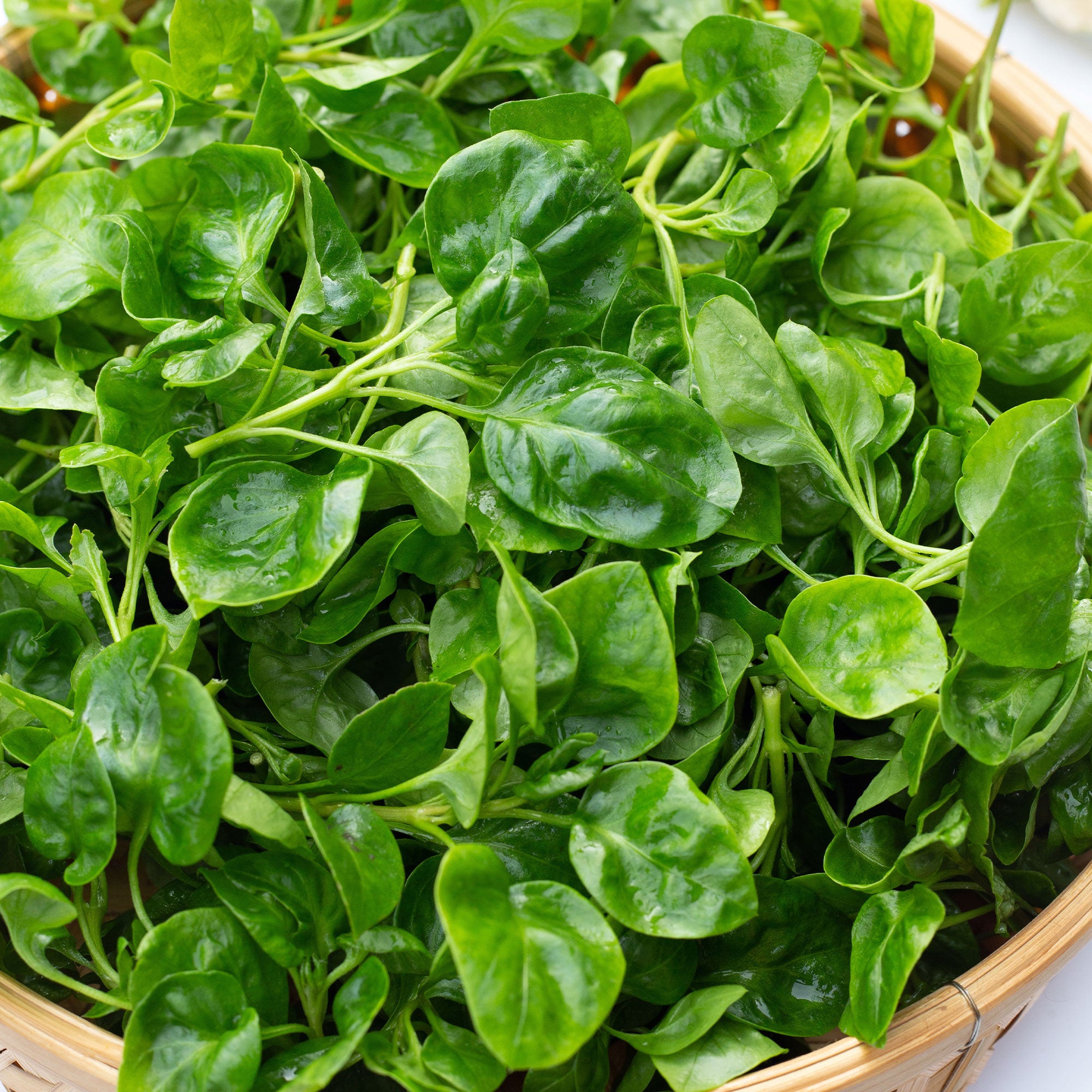 Saatgut Brunnenkresse - Nasturtium officinale