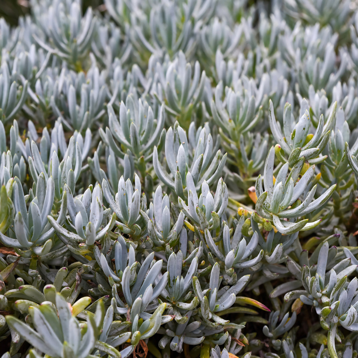 Verkauf Blaue Strohhalme - Senecio mandraliscae