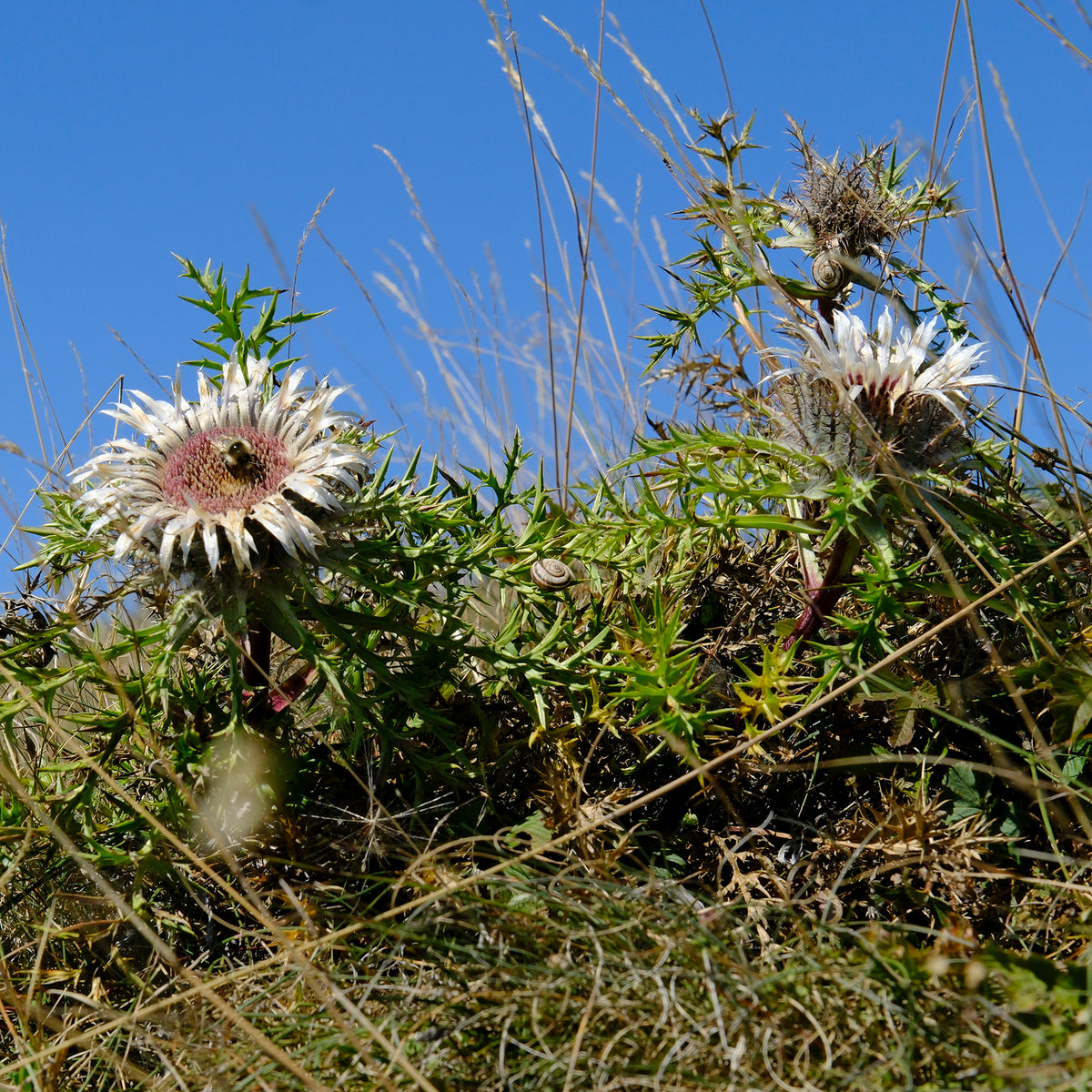 Wildstauden - Silberdistel - Carlina acaulis subsp. simplex