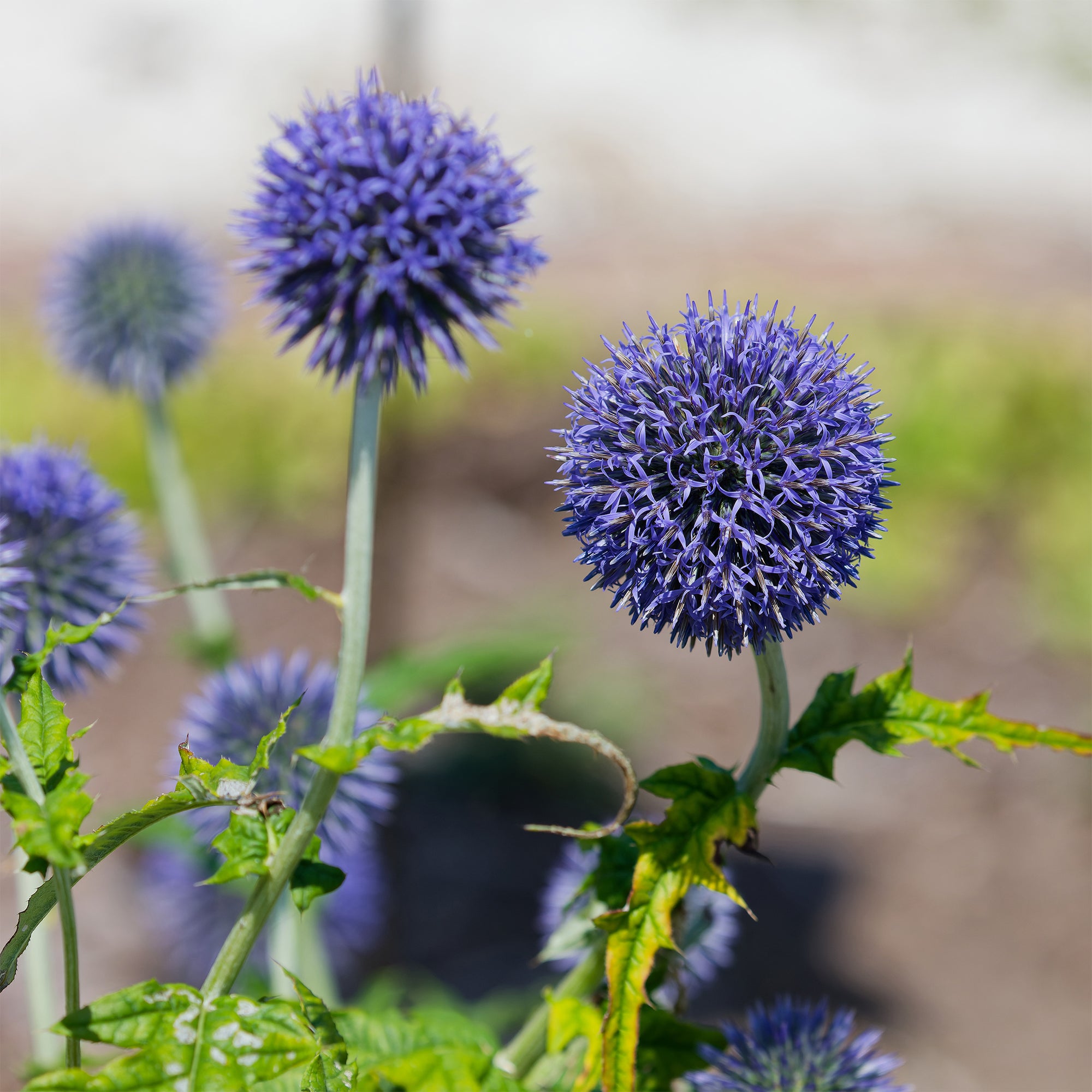 Kugeldistel Blue Globe - Echinops bannaticus blue globe