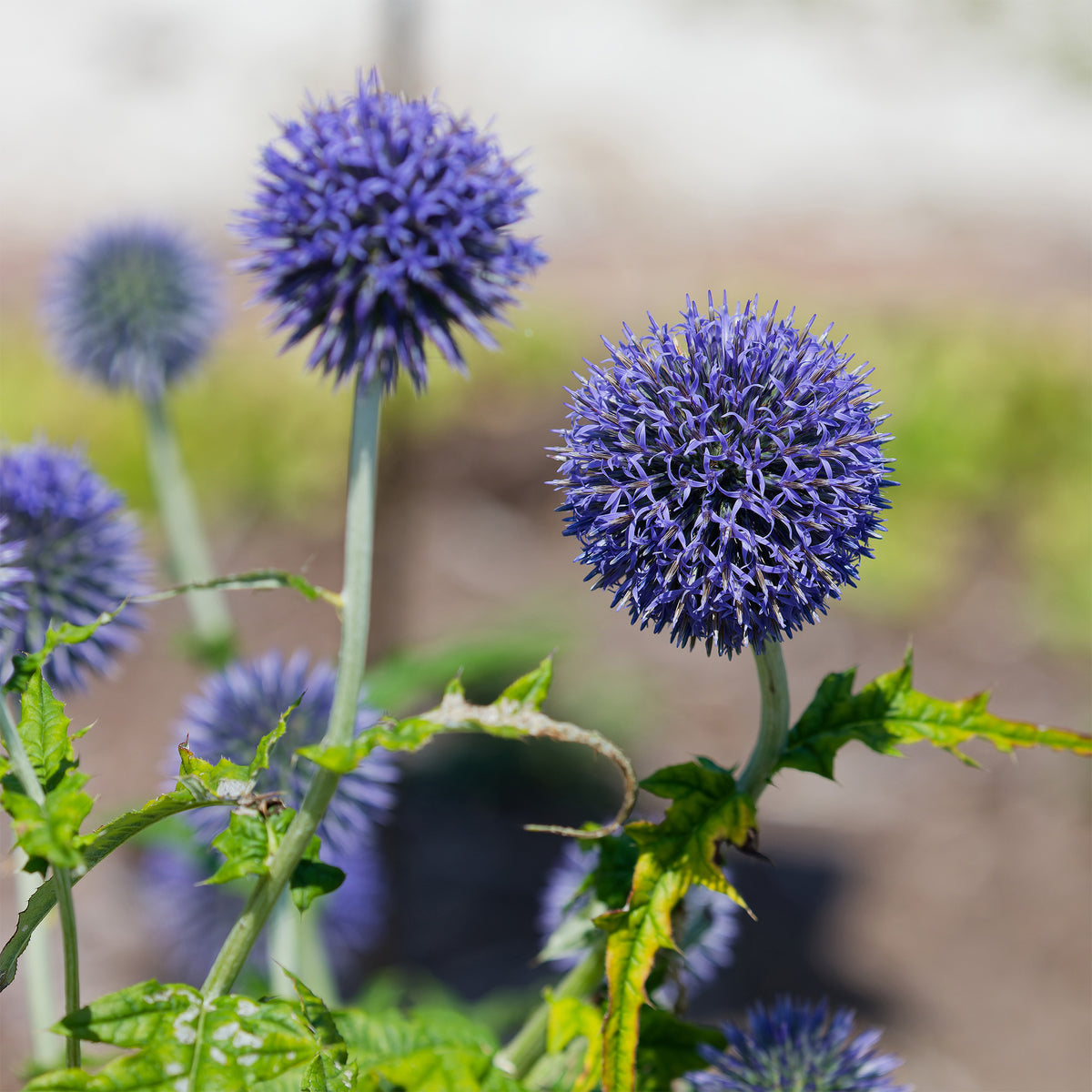 Kugeldistel Blue Globe - Bakker
