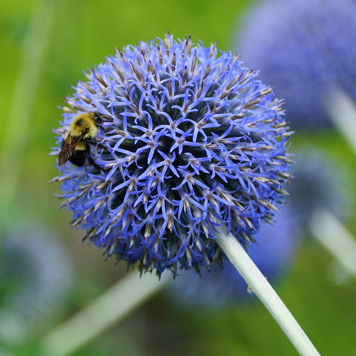 Kugeldistel Blue Globe - Echinops bannaticus blue globe - Bakker