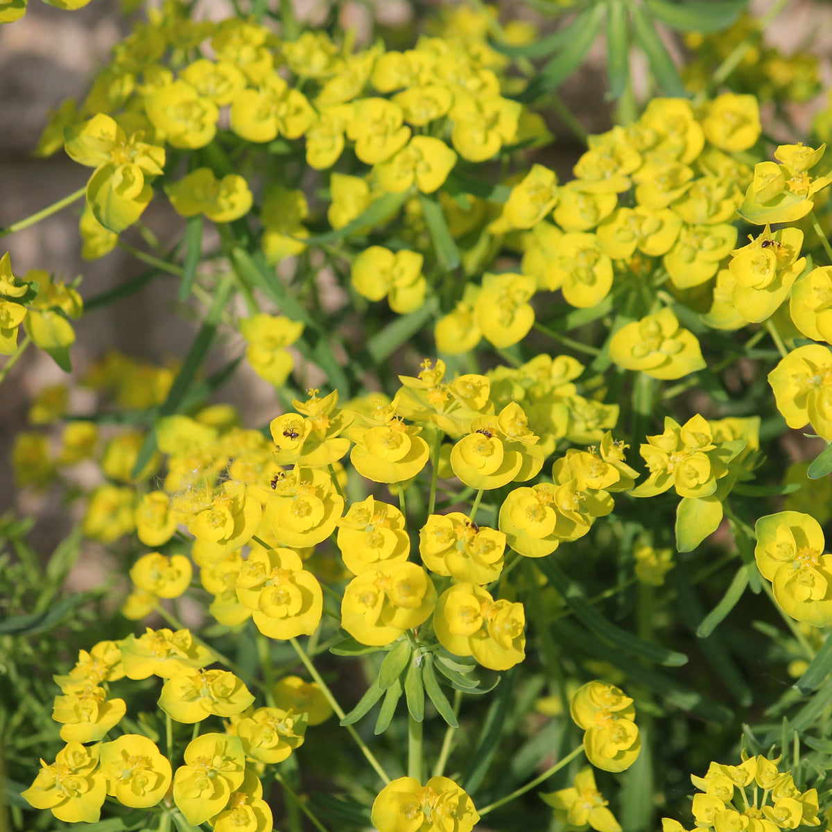 Ruten-Wolfsmilch Betten - Euphorbia waldsteinii betten - Bakker