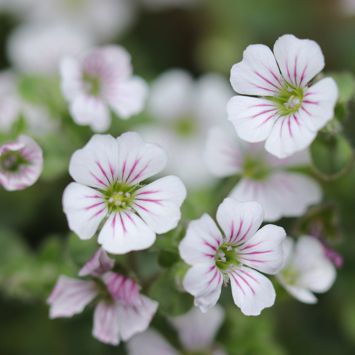 Gypsophila - Himalaya-Schleierkraut - Gypsophila cerastioides