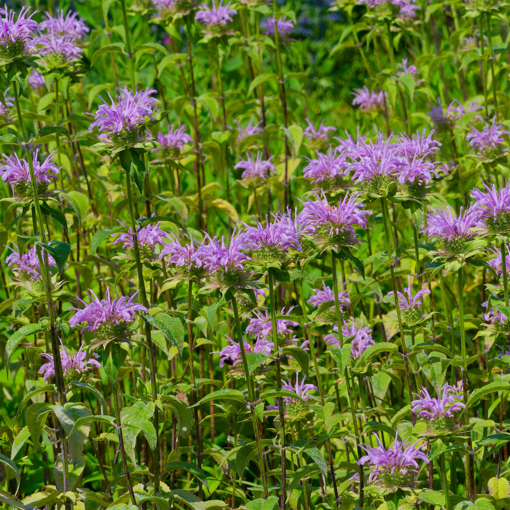 Minzblatt-Bergamotte - Monarda fistulosa ssp menthifolia
