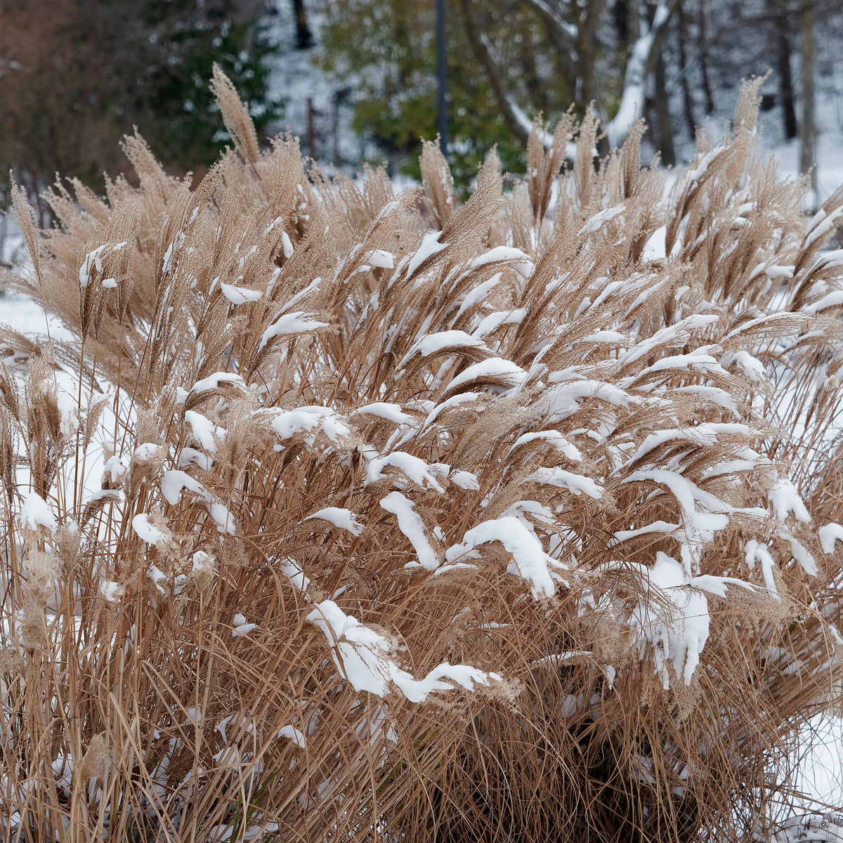 Verkauf Chinaschilf Kaskade - Miscanthus sinensis Kaskade