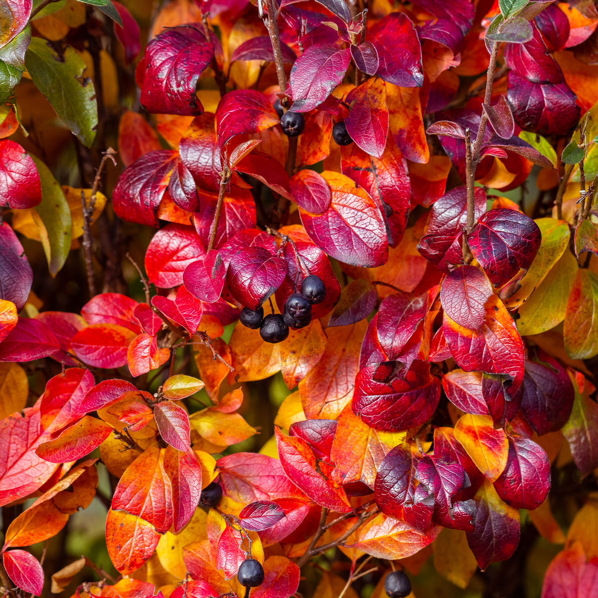 Aronia melanocarpa - Schwarze Apfelbeere - Sträucher