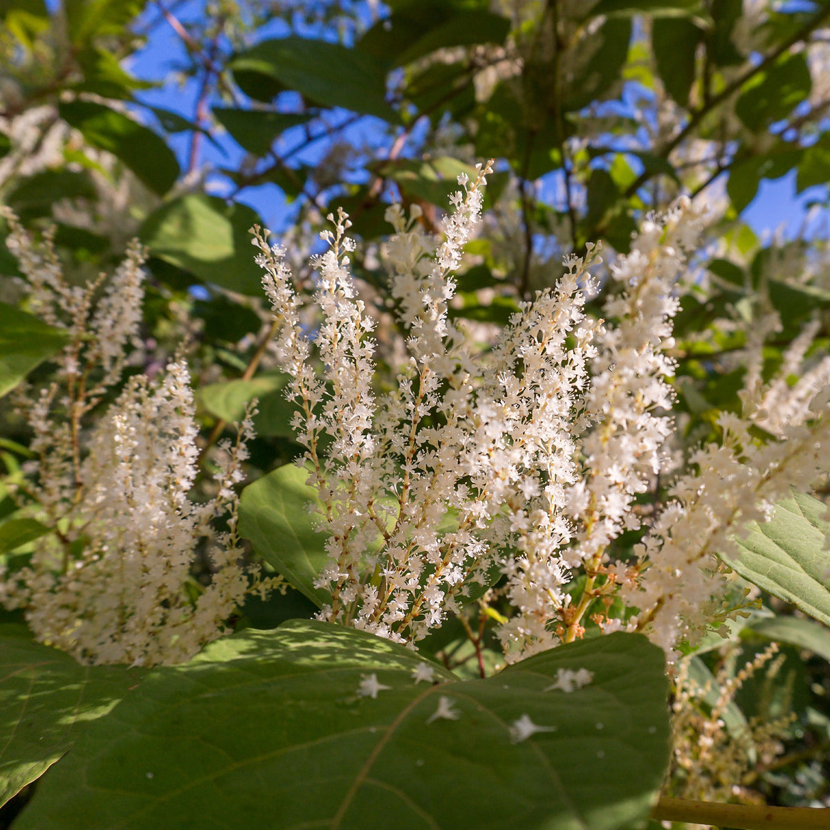 Virginische Scheineller ‘Henry’s Garnet’ - Itea virginica Henry's Garnet - Bakker