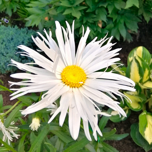 Margeriten Old Court (x3) - Bakker