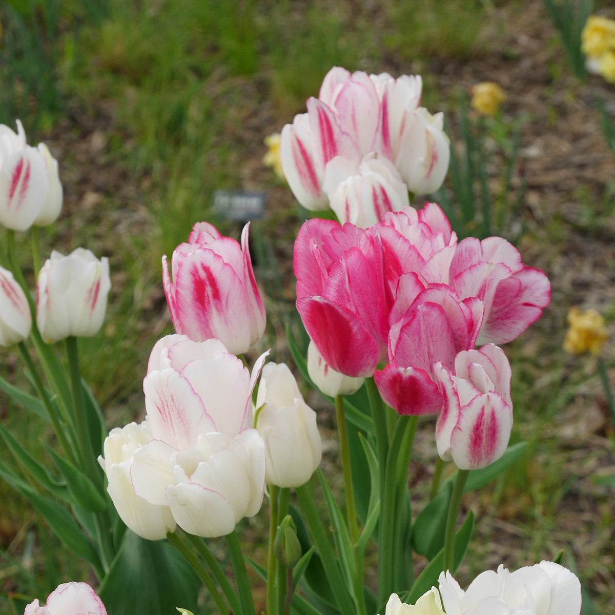 Pluriflores-Tulpen Candy Club - Bakker
