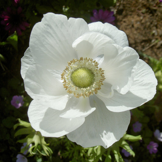 Kronen-Anemonen ‘The Bride’